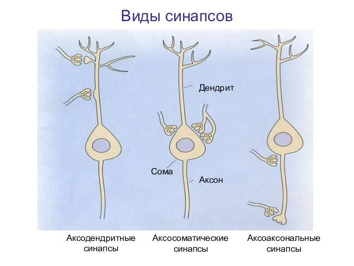 Виды синапсов Дендрит Аксон Сома Аксодендритные синапсы Аксосоматические синапсы Аксоаксональные синапсы