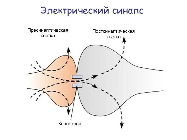 Электрический синапс Пресинаптическая клетка Постсинаптическая клетка Коннексон