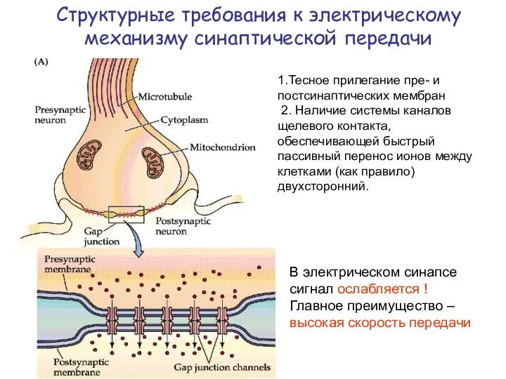 Структурные требования к электрическому механизму синаптической передачи 1.Тесное прилегание пре-