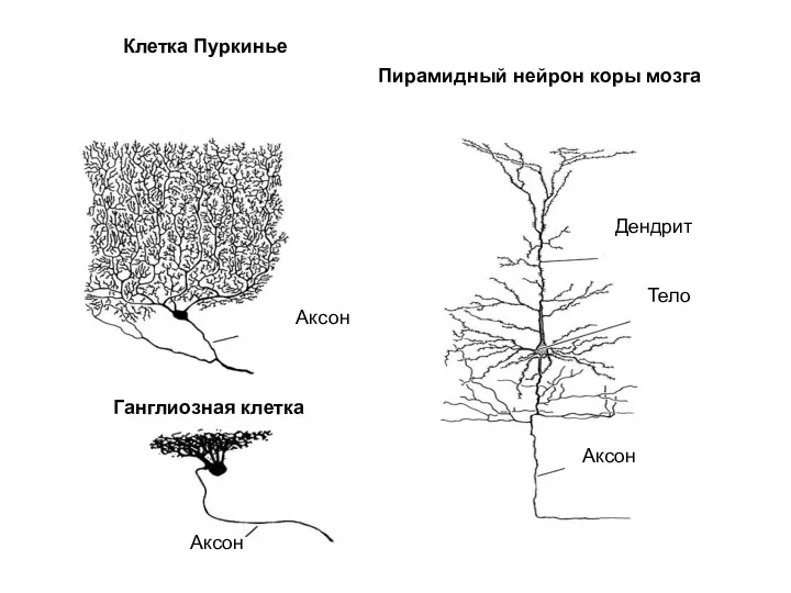Пирамидный нейрон коры мозга Клетка Пуркинье Ганглиозная клетка Аксон Аксон Аксон Тело Дендрит