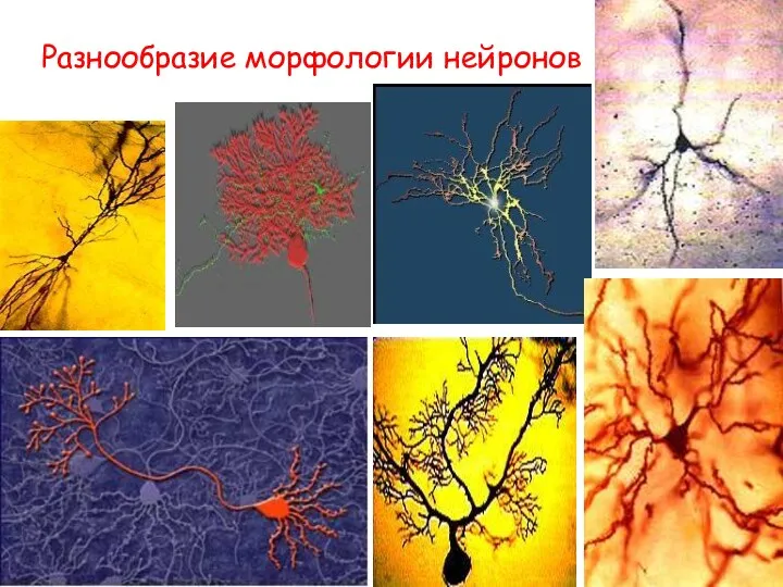 Разнообразие морфологии нейронов