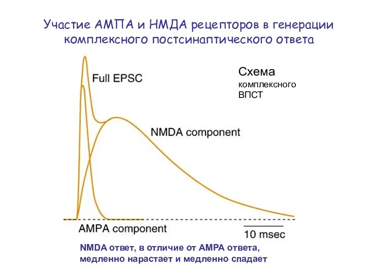 Участие АМПА и НМДА рецепторов в генерации комплексного постсинаптического ответа