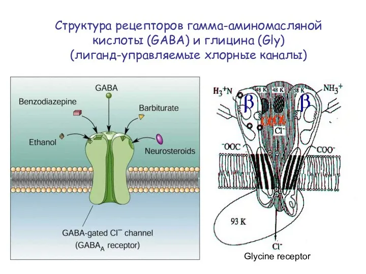 Структура рецепторов гамма-аминомасляной кислоты (GABA) и глицина (Gly) (лиганд-управляемые хлорные каналы) Glycine receptor