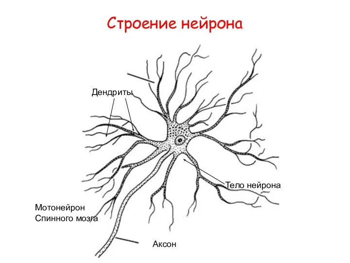 Строение нейрона Дендриты Аксон Тело нейрона Мотонейрон Спинного мозга