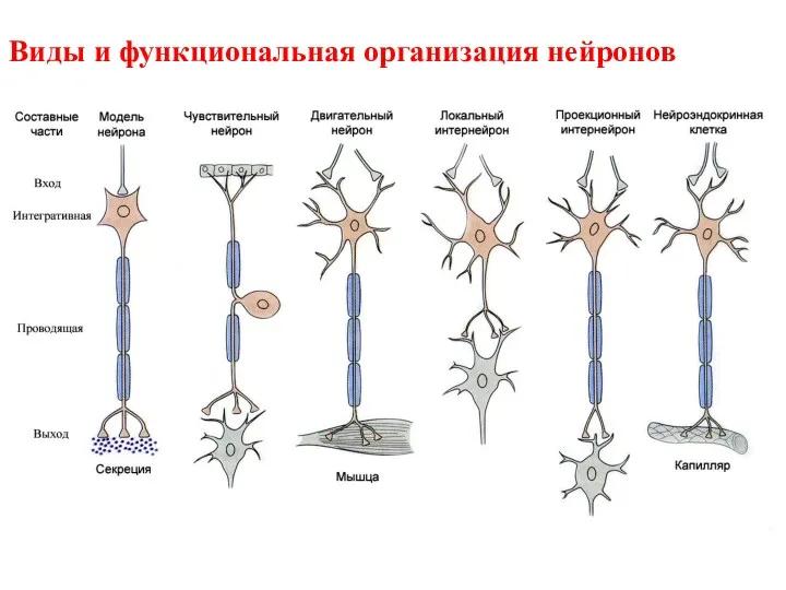 Виды и функциональная организация нейронов