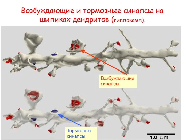 Возбуждающие синапсы Тормозные синапсы Возбуждающие и тормозные синапсы на шипиках дендритов (гиппокамп).
