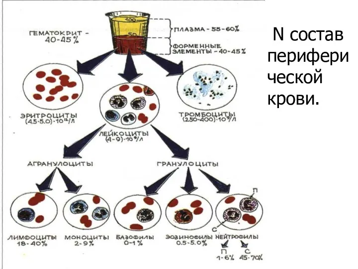 N состав периферической крови.