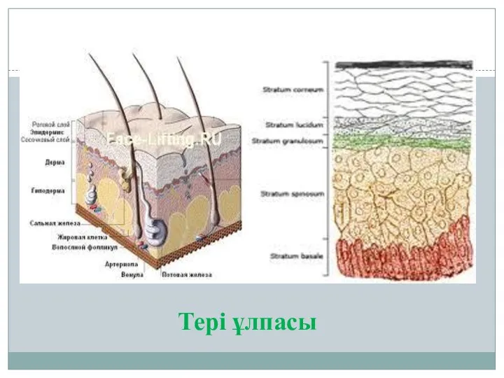 Тері ұлпасы