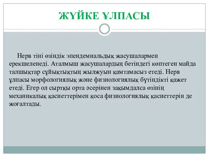 ЖҮЙКЕ ҰЛПАСЫ Нерв тіні өзіндік эпендемиальдық жасушалармен ерекшеленеді. Аталмыш жасушалардың