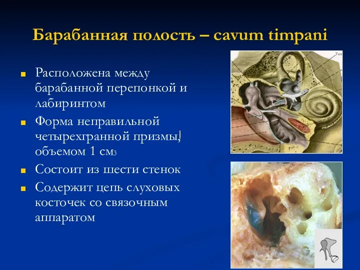 Барабанная полость – cavum timpani Расположена между барабанной перепонкой и