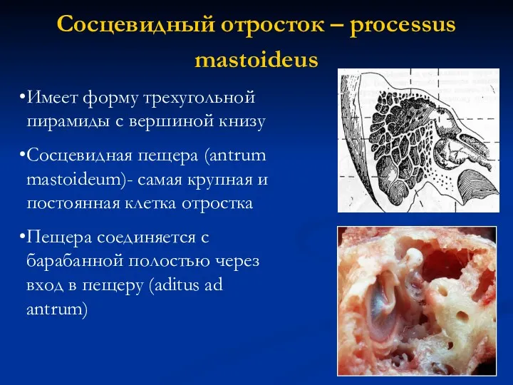 Сосцевидный отросток – processus mastoideus Имеет форму трехугольной пирамиды с