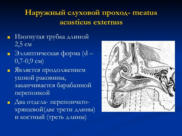 Наружный слуховой проход- meatus acusticus externus Изогнутая трубка длиной 2,5
