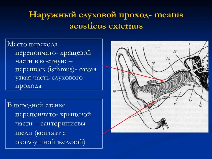 Наружный слуховой проход- meatus acusticus externus Место перехода перепончато- хрящевой