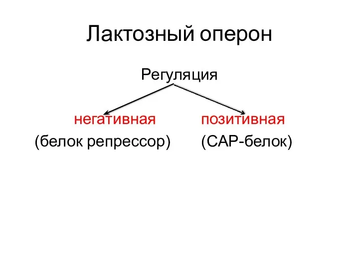 Лактозный оперон Регуляция негативная позитивная (белок репрессор) (САР-белок)