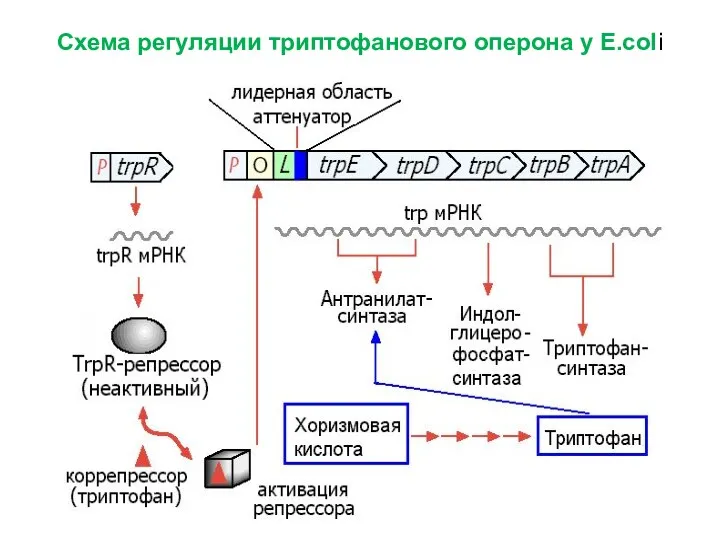 Схема регуляции триптофанового оперона у E.coli