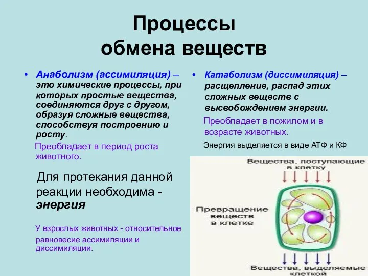 Процессы обмена веществ Анаболизм (ассимиляция) –это химические процессы, при которых