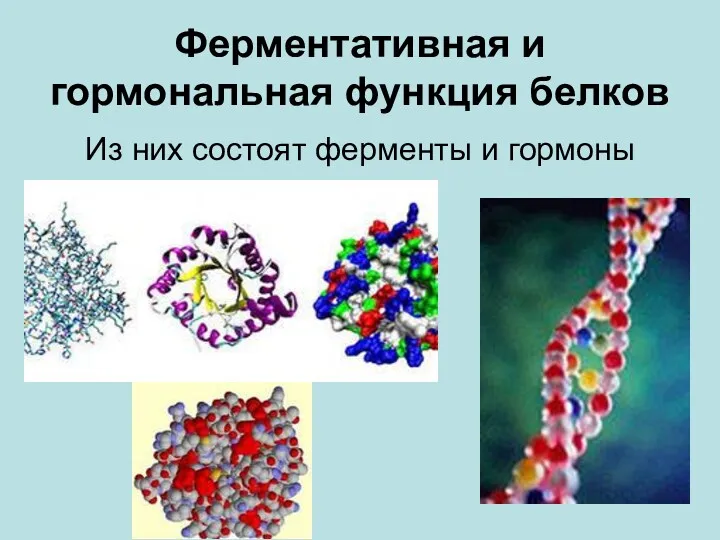 Ферментативная и гормональная функция белков Из них состоят ферменты и гормоны