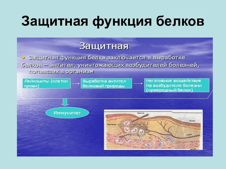 Защитная функция белков