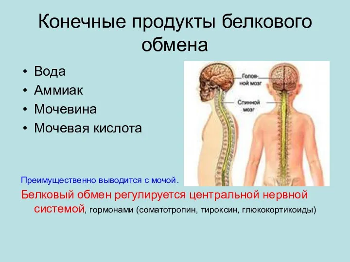 Конечные продукты белкового обмена Вода Аммиак Мочевина Мочевая кислота Преимущественно