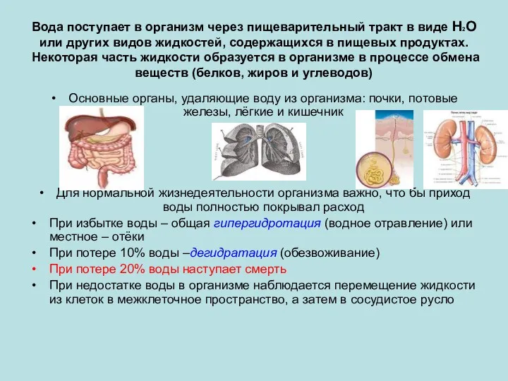 Вода поступает в организм через пищеварительный тракт в виде Н2О