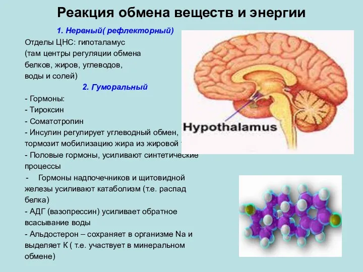 Реакция обмена веществ и энергии 1. Нервный( рефлекторный) Отделы ЦНС: