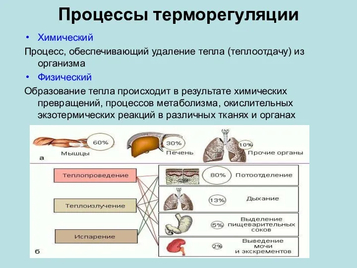 Процессы терморегуляции Химический Процесс, обеспечивающий удаление тепла (теплоотдачу) из организма