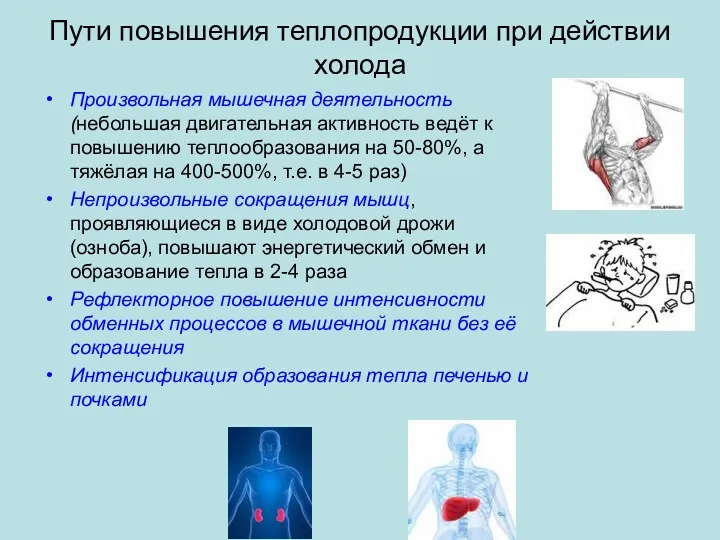 Пути повышения теплопродукции при действии холода Произвольная мышечная деятельность(небольшая двигательная