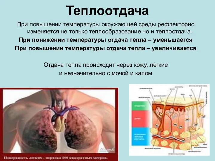 Теплоотдача При повышении температуры окружающей среды рефлекторно изменяется не только