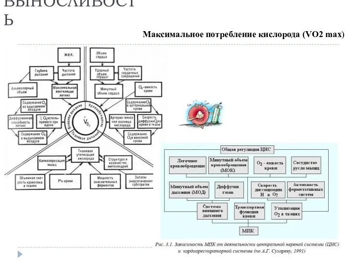 Максимальное потребление кислорода (VO2 max) ВЫНОСЛИВОСТЬ