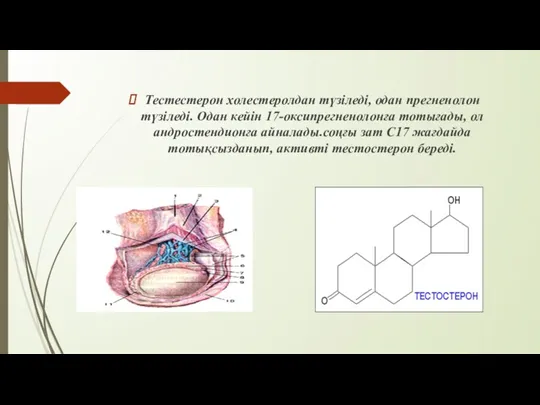 Тестестерон холестеролдан түзіледі, одан прегненолон түзіледі. Одан кейін 17-оксипрегненолонға тотығады,