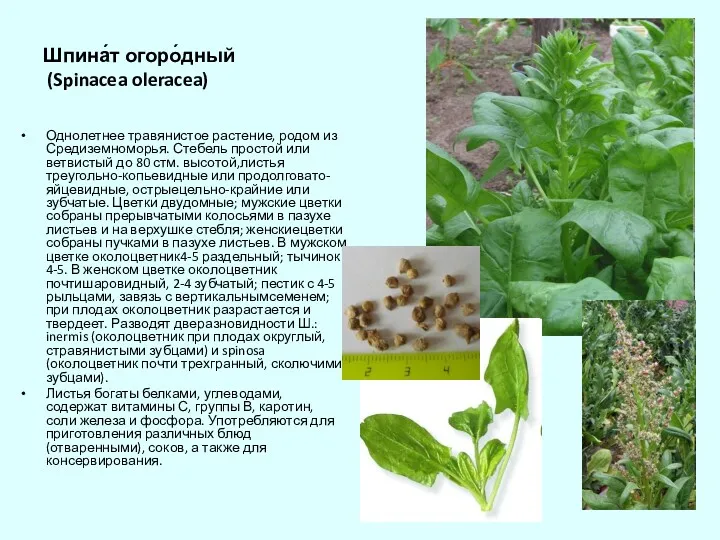 Шпина́т огоро́дный (Spinacea oleracea) Однолетнее травянистое растение, родом из Средиземноморья.