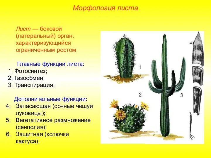 Морфология листа Лист — боковой (латеральный) орган, характеризующийся ограниченным ростом.