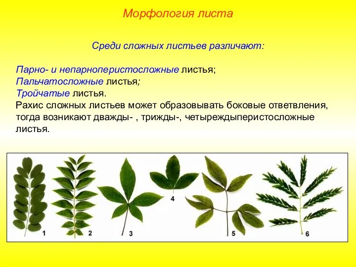 Среди сложных листьев различают: Парно- и непарноперистосложные листья; Пальчатосложные листья;