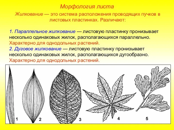 Жилкование — это система расположения проводящих пучков в листовых пластинках.