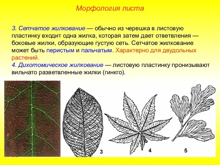 3. Сетчатое жилкование — обычно из черешка в листовую пластинку