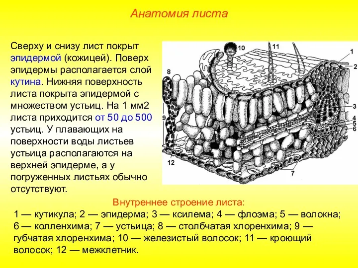 Сверху и снизу лист покрыт эпидермой (кожицей). Поверх эпидермы располагается