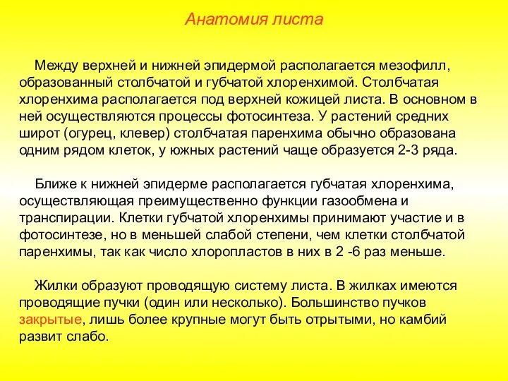 Между верхней и нижней эпидермой располагается мезофилл, образованный столбчатой и