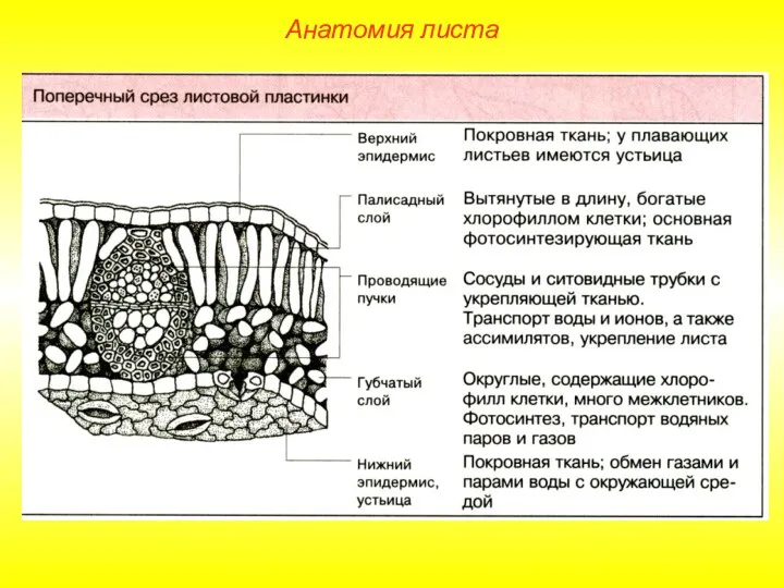 Анатомия листа