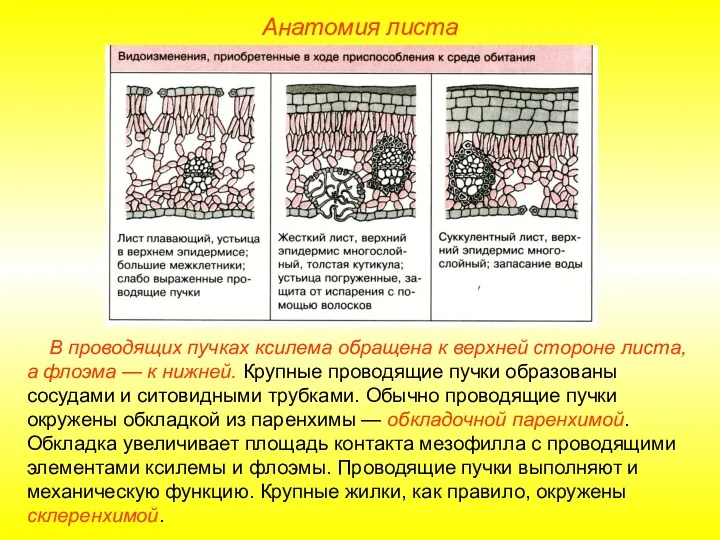 В проводящих пучках ксилема обращена к верхней стороне листа, а