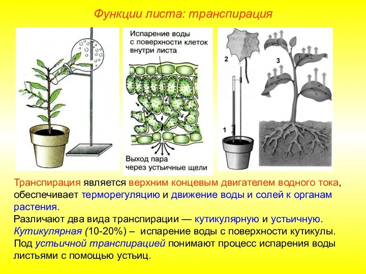 Транспирация является верхним концевым двигателем водного тока, обеспечивает терморегуляцию и