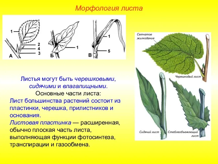 Листья могут быть черешковыми, сидячими и влагалищными. Основные части листа: