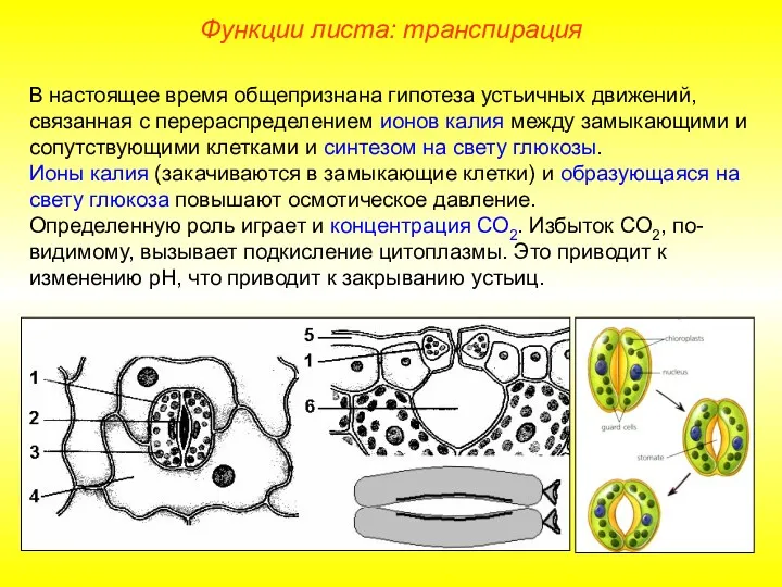 В настоящее время общепризнана гипотеза устьичных движений, связанная с перераспределением