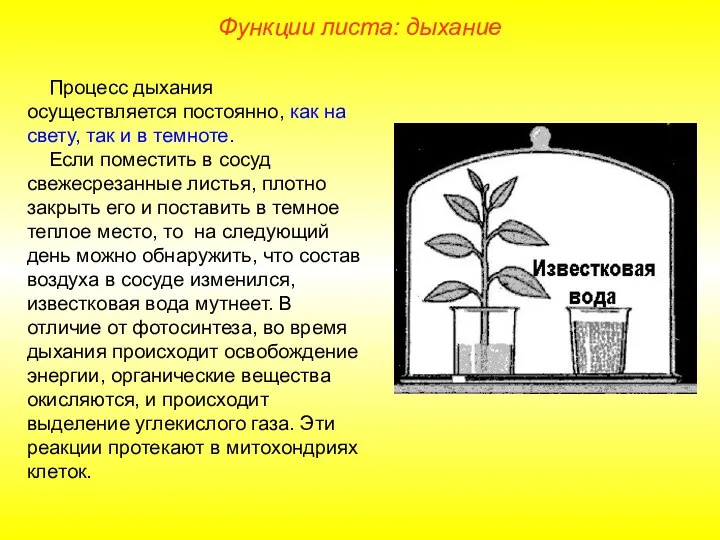 Процесс дыхания осуществляется постоянно, как на свету, так и в