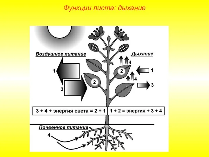 Функции листа: дыхание