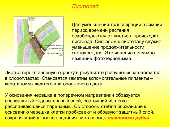 Для уменьшения транспирации в зимний период времени растения освобождаются от