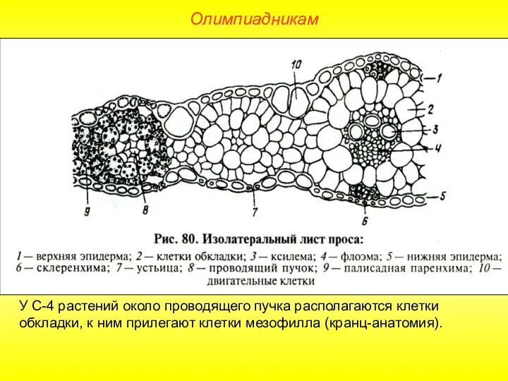 Олимпиадникам У С-4 растений около проводящего пучка располагаются клетки обкладки, к ним прилегают клетки мезофилла (кранц-анатомия).