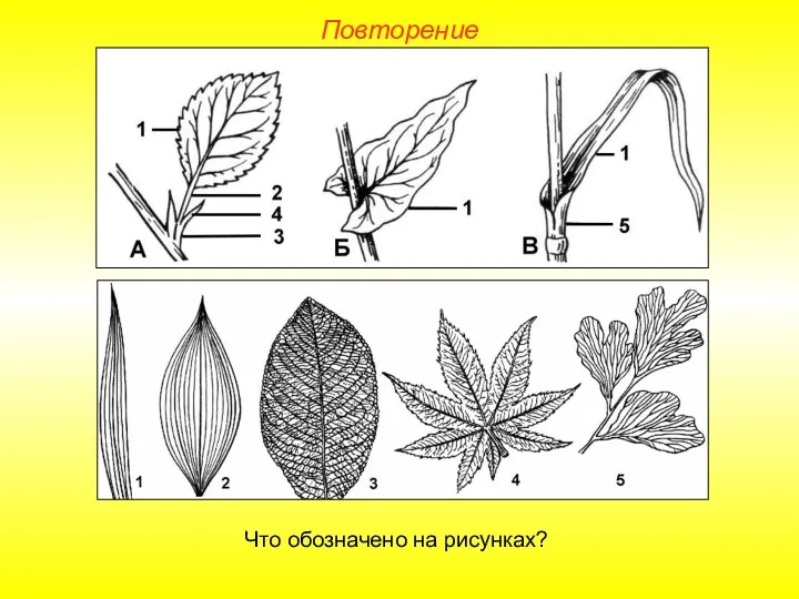 Повторение Что обозначено на рисунках?