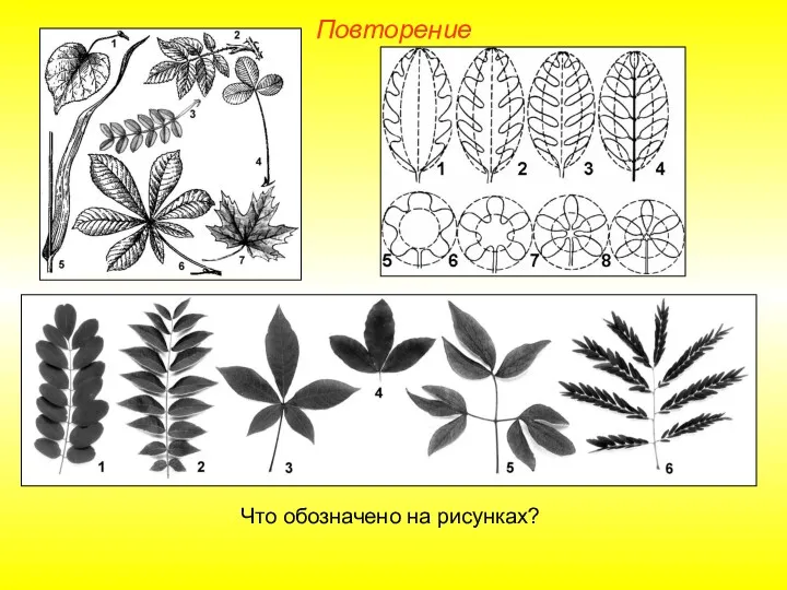 Повторение Что обозначено на рисунках?