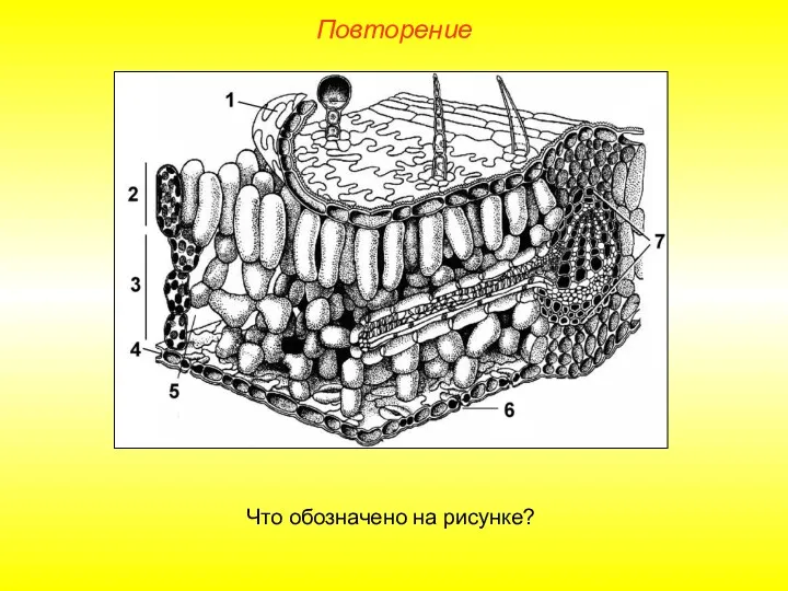 Повторение Что обозначено на рисунке?