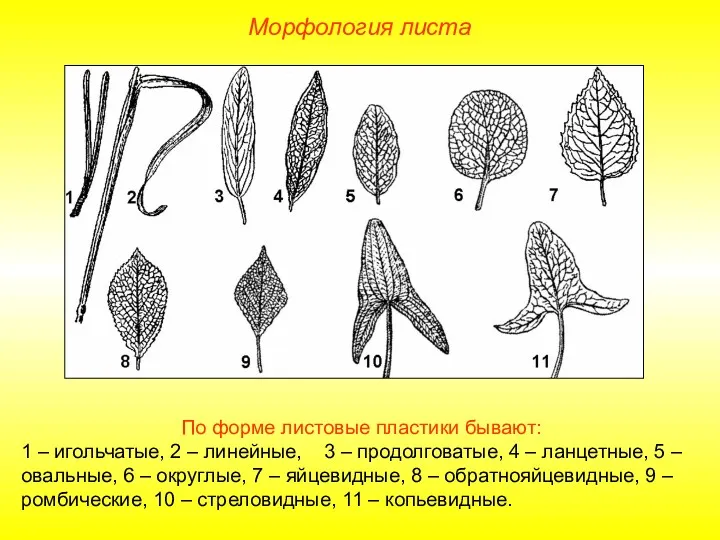 По форме листовые пластики бывают: 1 – игольчатые, 2 –